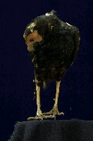 藍腹鷴藏品圖，第5張